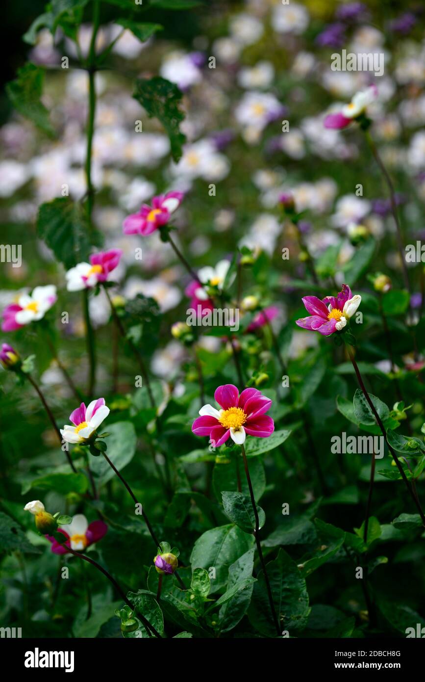 Dahlia Twyning's Smartie, rot mit zufälligen weißen Blütenblättern, zweifarbige Blumen, Blumen, blühend rot Und weiße Floers, Dahlien, einzelne Blumen, kleine dahl Stockfoto