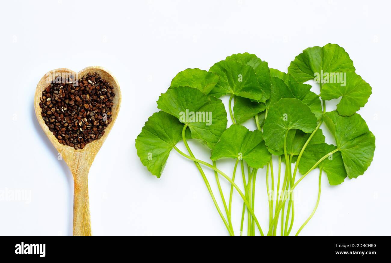 Frische grüne Gotu Kola mit Samen auf weißem Hintergrund. Draufsicht Stockfoto