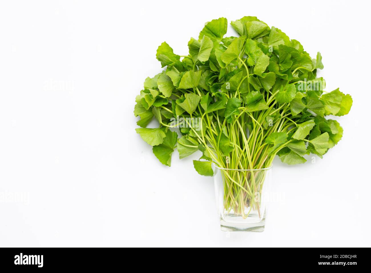 Glas mit frisch grünem Gotu Kola auf Whiteflack. Kopierbereich Stockfoto