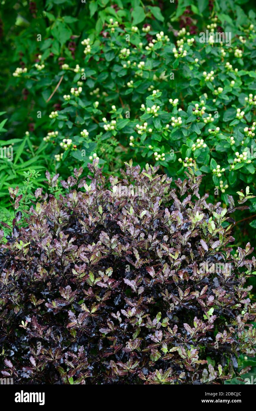 pittosporum tenuifolium tom Daumen, grün lila schwarzes Laub, Blätter, immergrün, Strauch, rund, Kuppel, gewölbt, abgerundete Form, Hypericum Magical White, glänzend Whi Stockfoto