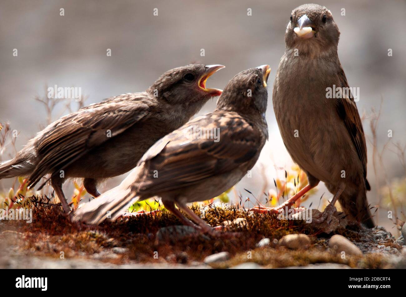 Hecke Sparrow Fütterung jung Stockfoto