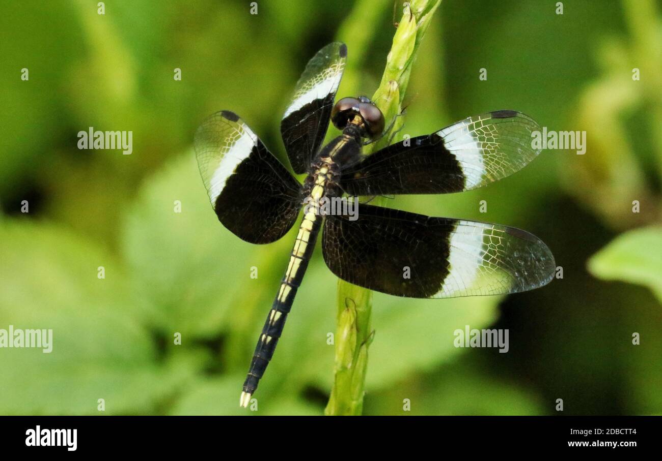 Männlicher Rattenfellschimmer Libelle, Neurothemis tullia, Someshwara Wildlife Sanctuary, Karnataka, Indien Stockfoto