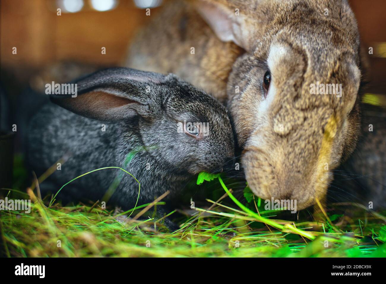 Ein kleines graues Kaninchen neben meiner Mutter. Berühren von Tierbeziehungen. Pflege der Nachkommen. Stockfoto