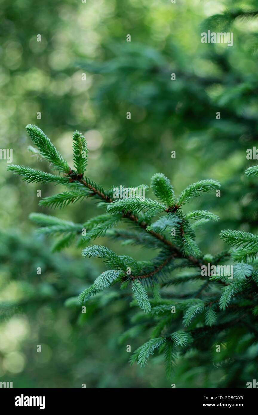Zweige mit jungen Fichtensprossen auf einem grünen unscharfen Hintergrund. Grüner natürlicher Hintergrund. Vertikales Zuschneiden. Stockfoto
