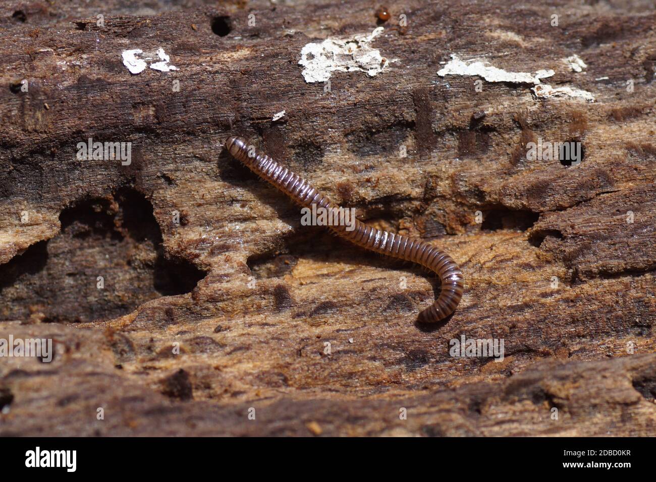 Ein Tausendfüßler, die Familie Julidae, geht über ein faules Stück Holz. Sommer in einem holländischen Garten. Juni Stockfoto