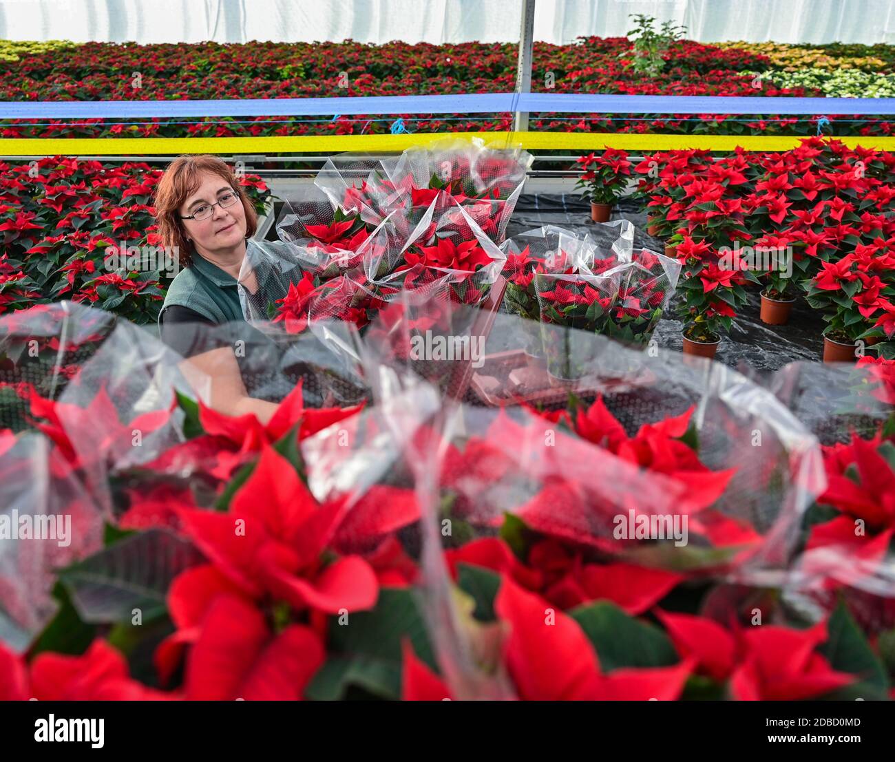 Manschnow, Deutschland. November 2020. Yvonne Dietrich, Gärtnerin der Fontana Gartenbau GmbH, verpackt Weihnachtssterne in einem Gewächshaus. Die Zierpflanze, die zur Familie der Spurgen gehört, hat ihre Hochsaison in den Wochen vor Weihnachten. Rund 20,000 Weihnachtssternen in verschiedenen Farben und Formen erstrahlen derzeit im Gewächshaus am Fontana Gartenbau. Quelle: Patrick Pleul/dpa-Zentralbild/ZB/dpa/Alamy Live News Stockfoto