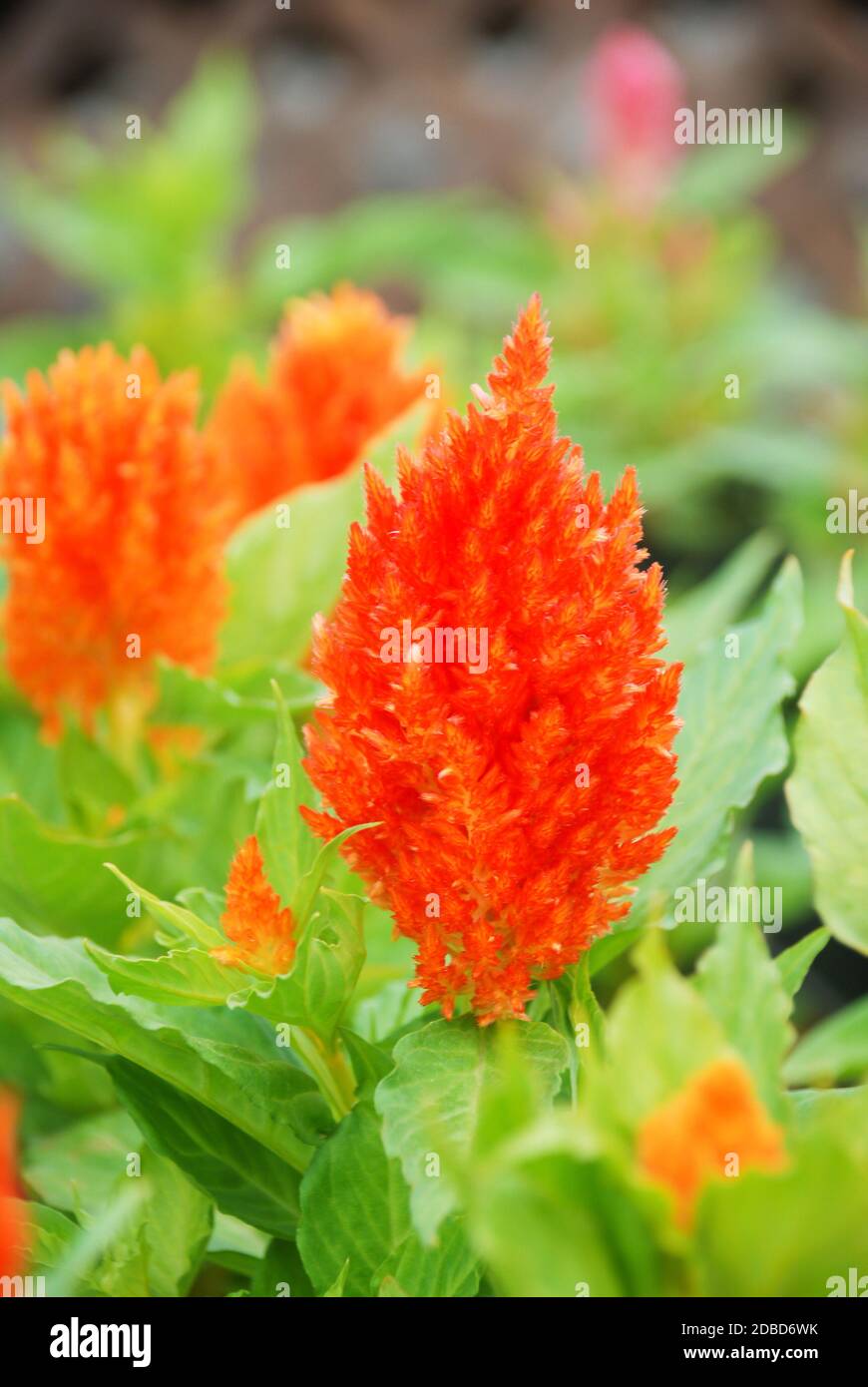 Potted celosia -Fotos und -Bildmaterial in hoher Auflsung  Alamy