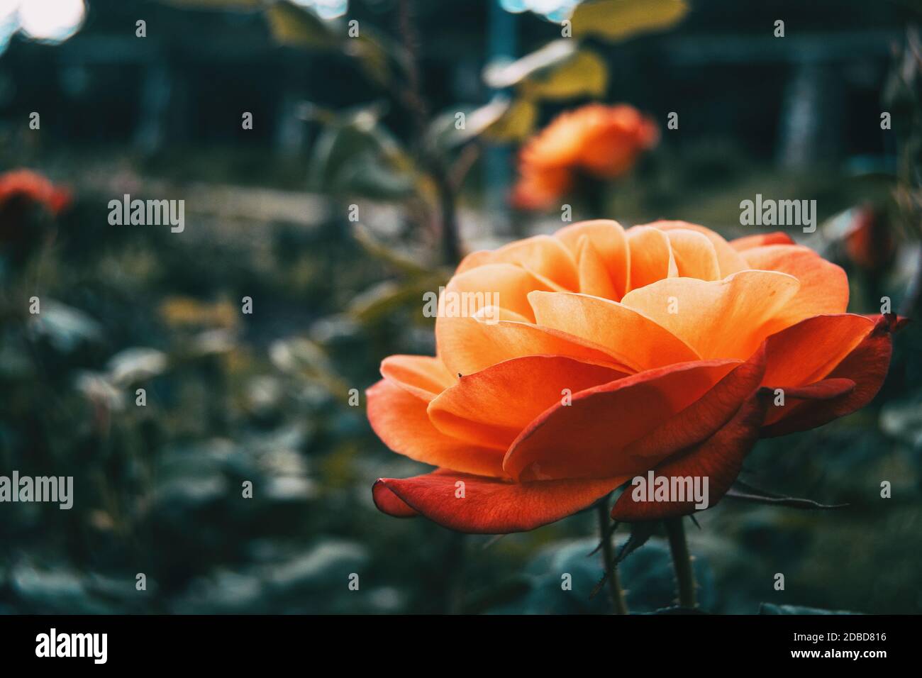 Nahaufnahme einer orangefarbenen, offenen Rose auf einem unfokussierten Hintergrund Stockfoto