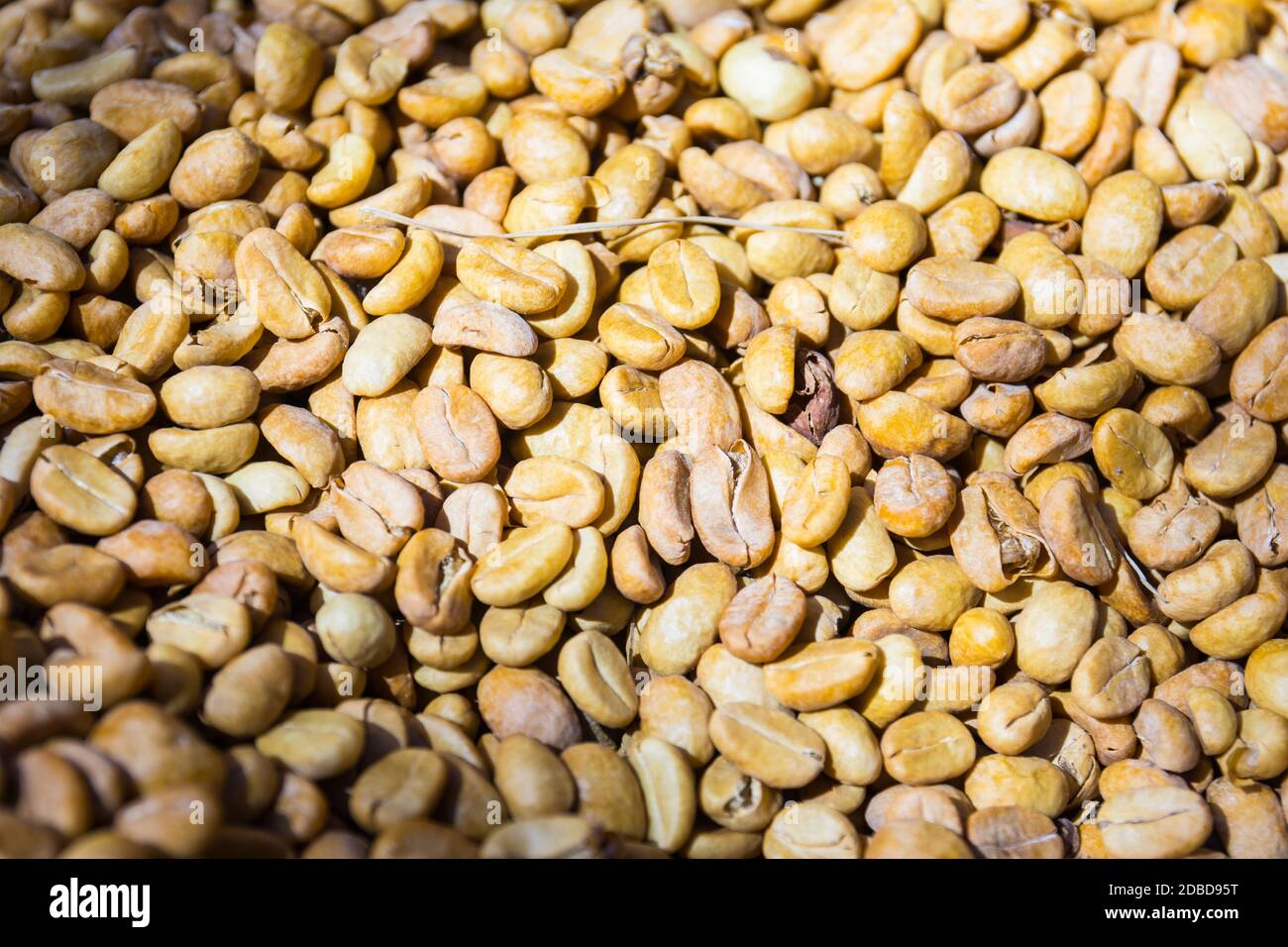 Kaffeebohnen in einer Plantage, Basse-Terre, Guadeloupe Stockfoto