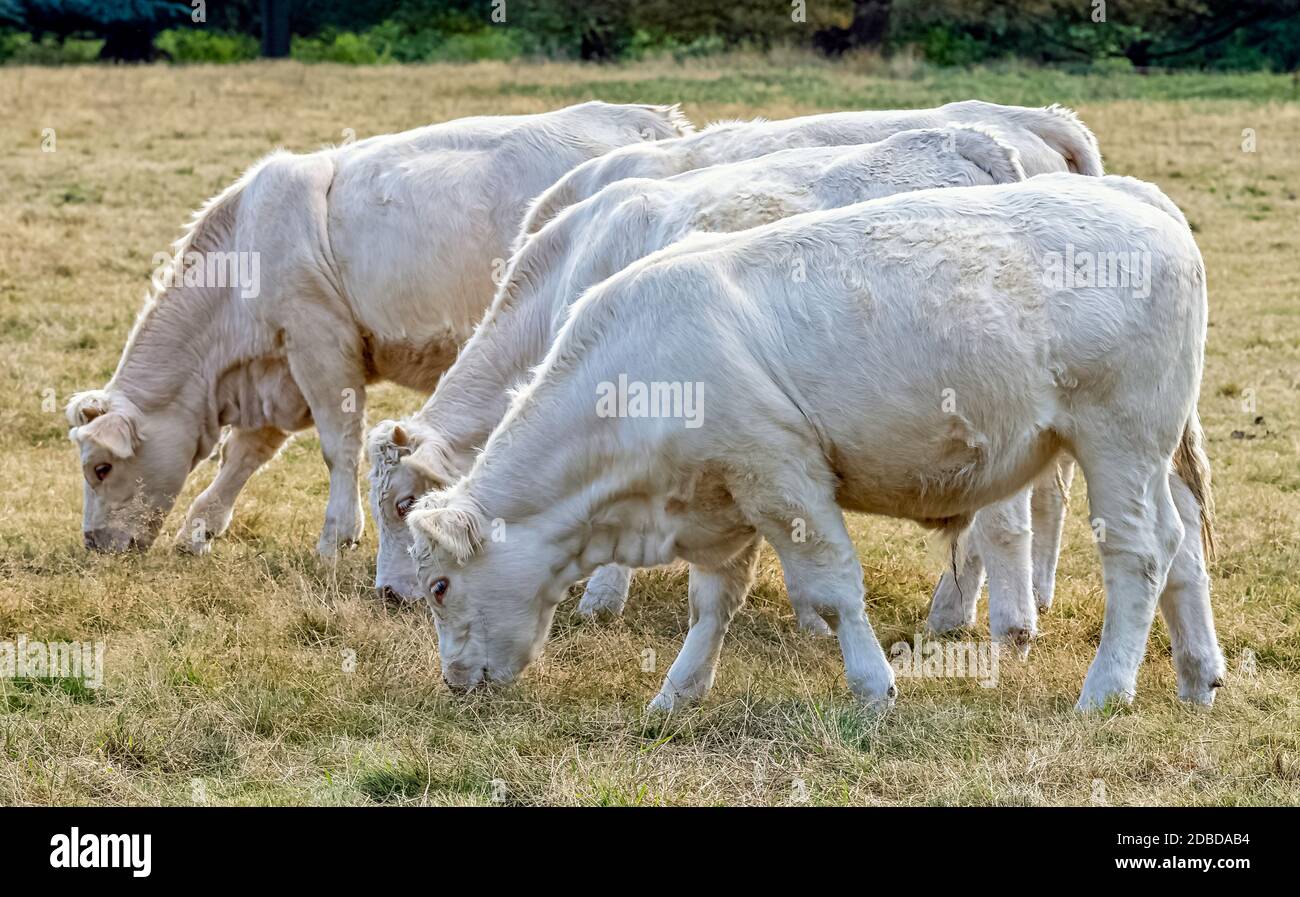 Charolais-Rinder - junge Bullen auf britischem Bauernhof Stockfoto