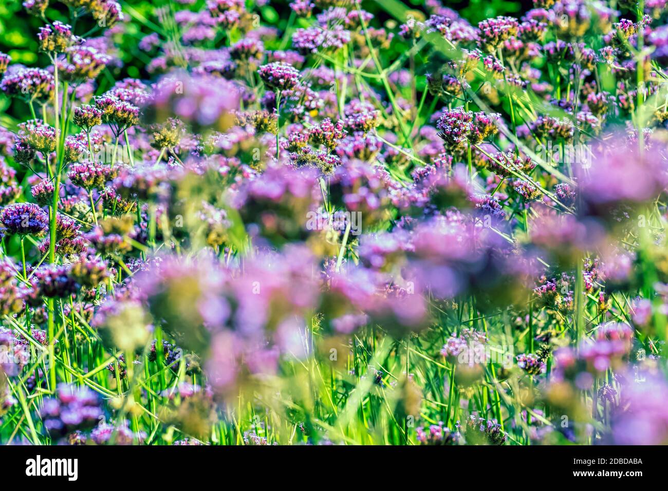 Verbena bonariensis bekannt als Purptop, Clustertop, südamerikanische, brasilianische oder argentinische Vervain, hohe und hübsche Verbena Stockfoto Verbena bonariensis bekannt als Purptop, Clustertop, südamerikanische, brasilianische oder argentinische Vervain, hohe und hübsche Verbena Stockfoto