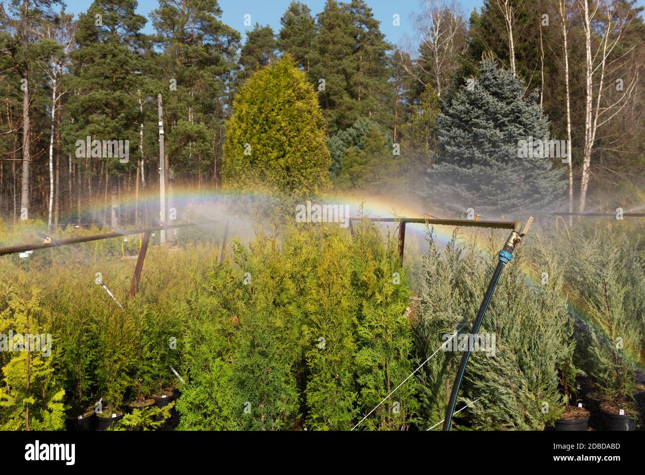 Sprinklersystem arbeiten an einer Gärtnerei Plantage. Bewässerung Stockfoto
