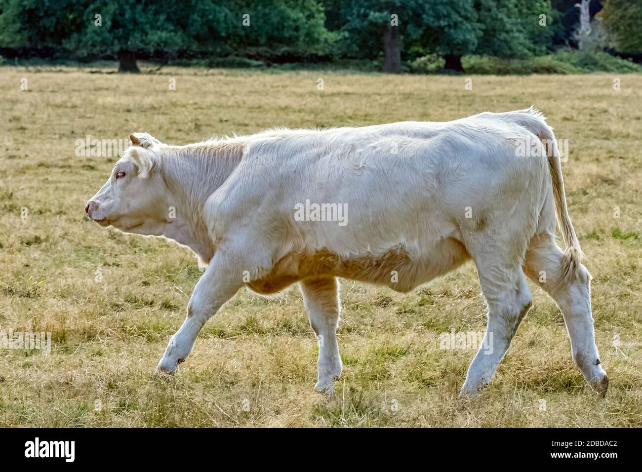 Charolais-Rinder - junge Bullen auf britischem Bauernhof Stockfoto