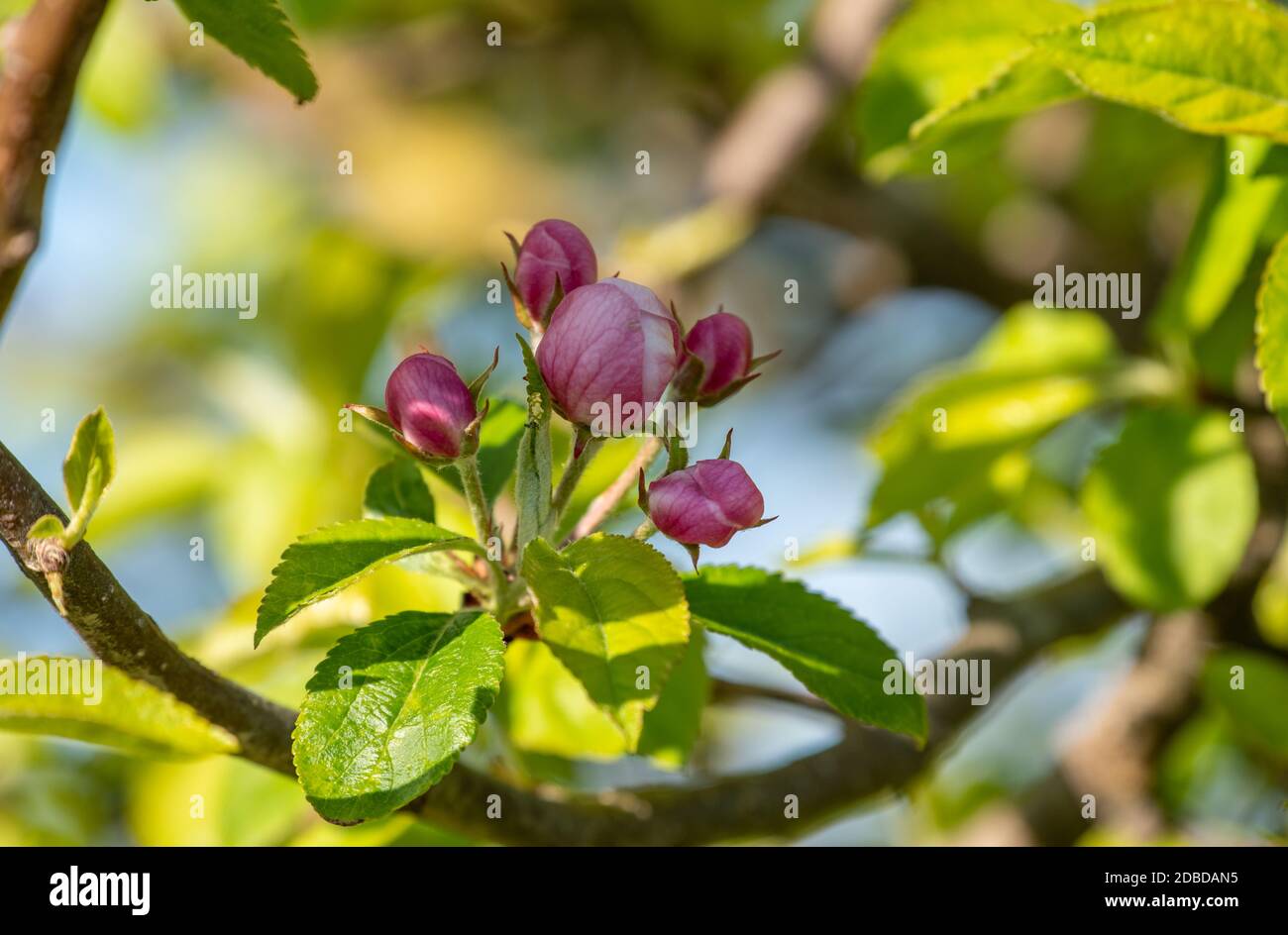 Crab Apple blossom Stockfoto