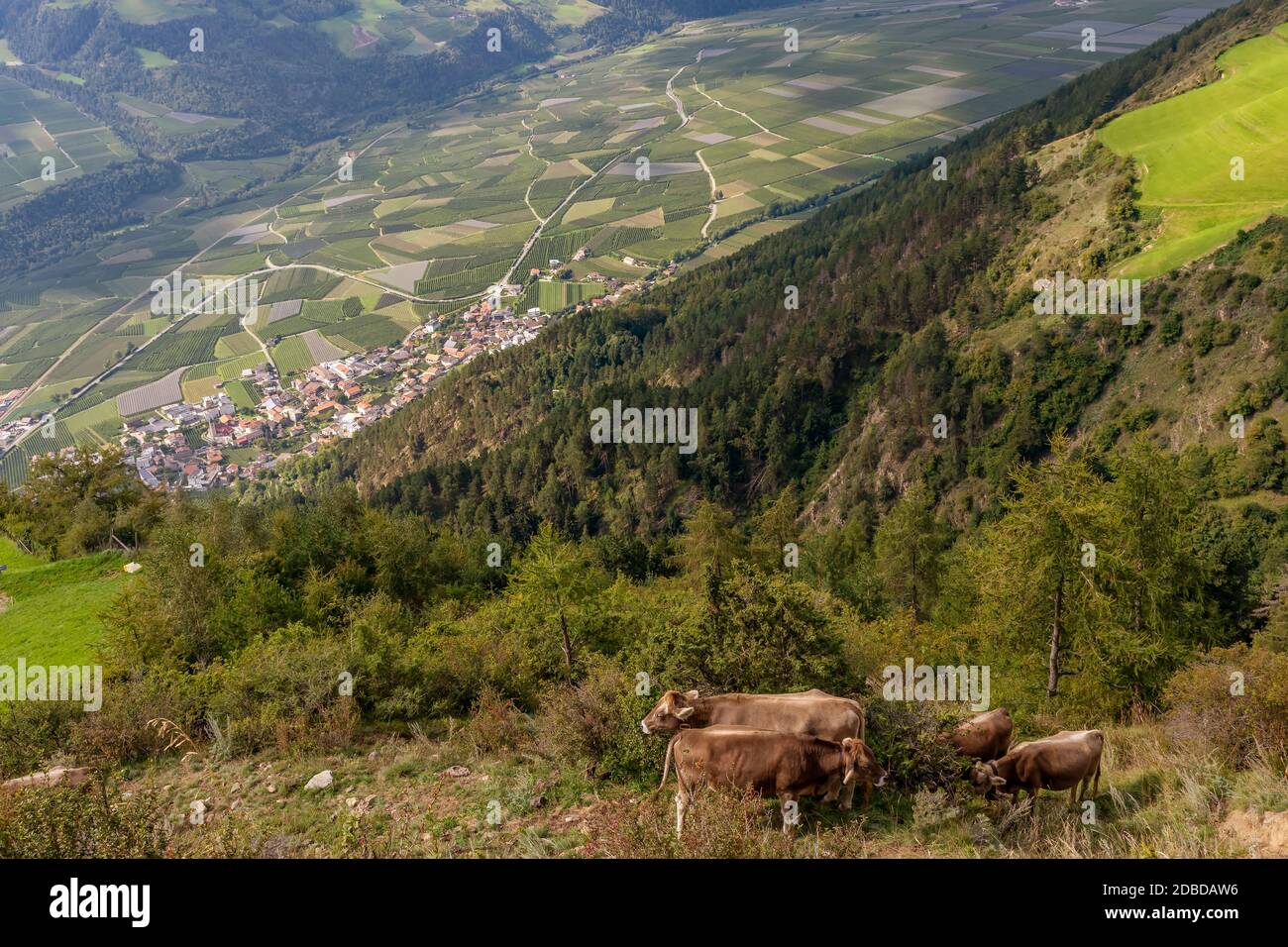 Eine Gruppe von braunen Kühen grasen hoch in den Bergen, mit Corzen und Vinschgau im Hintergrund, Italien Stockfoto