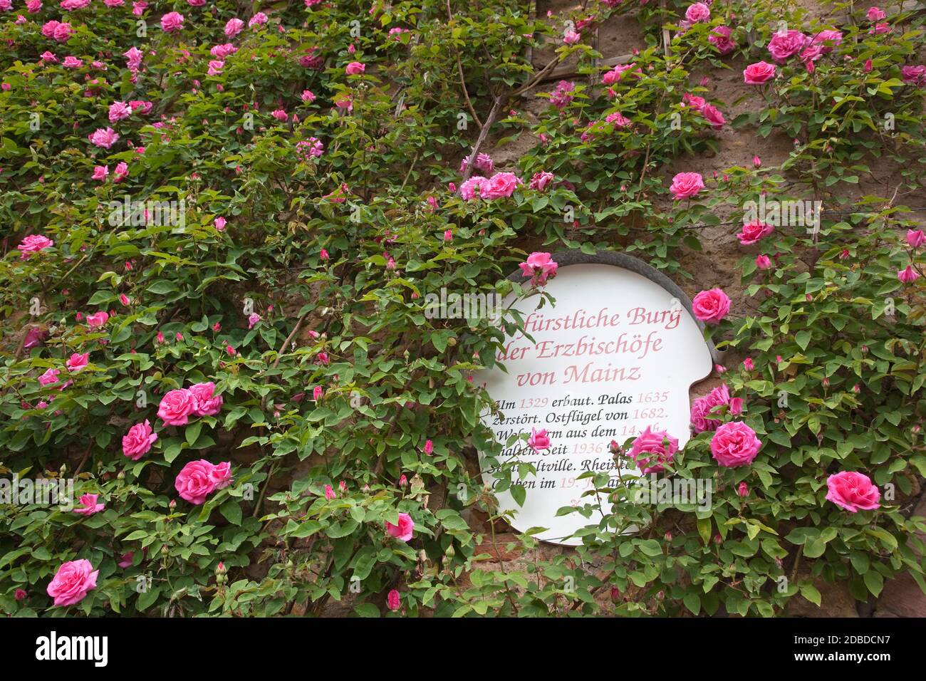 Geographie / Reisen, Deutschland, Hessen, Eltville am Rhein, Eltville, Eingang zum Rosengarten des Electo, Additional-Rights-Clearance-Info-not-available Stockfoto