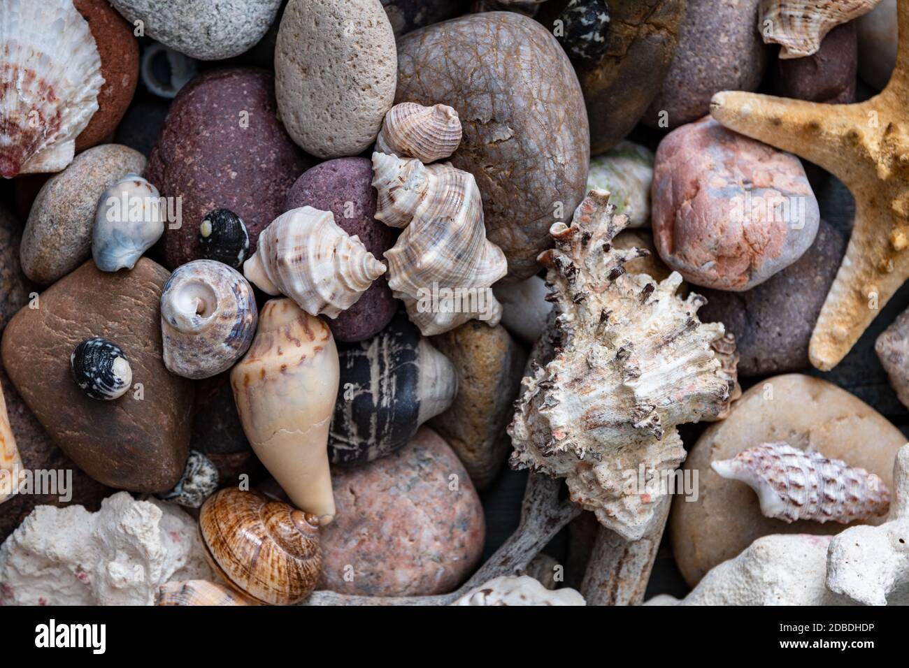 Viele Schnecken und Steine in Luftaufnahme Stockfoto