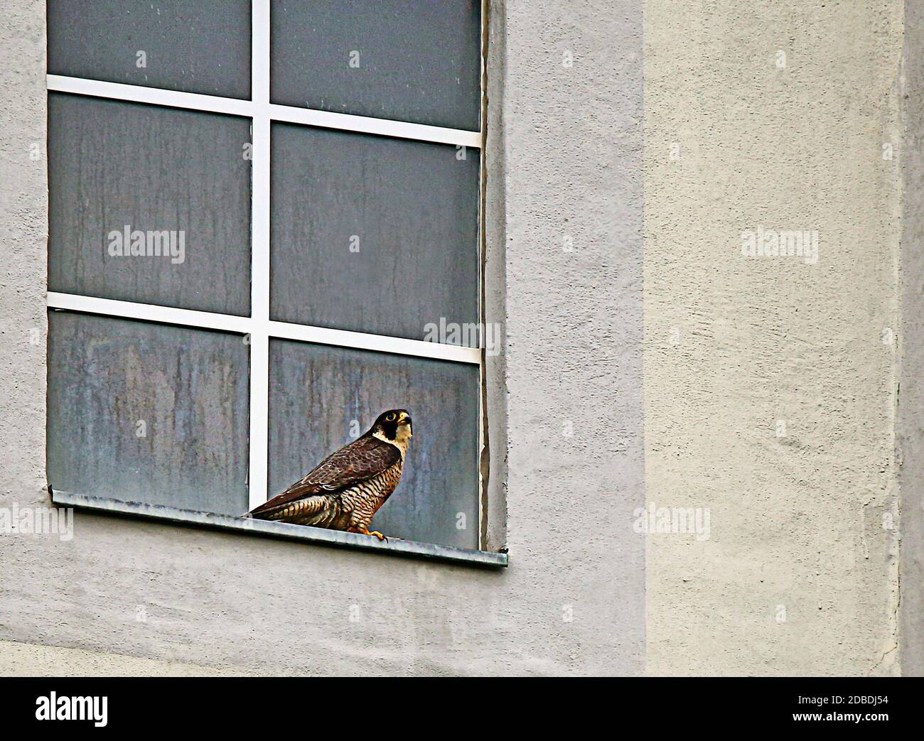 Wanderfalco peregrinus auf Fensterbank Stockfoto