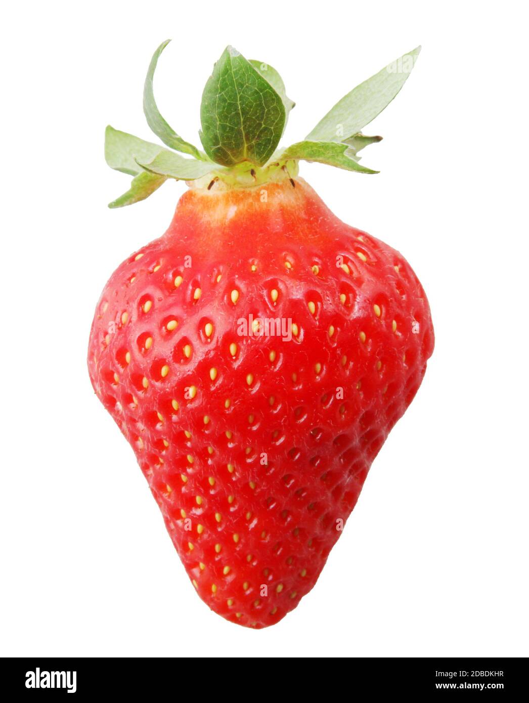 Erdbeerfrucht isoliert auf weiß. Erdbeeren sind eigentlich eine Gruppe von Früchten (Gattung Fragaria) mit mehreren Sorten und sind Teil der Rose Stockfoto