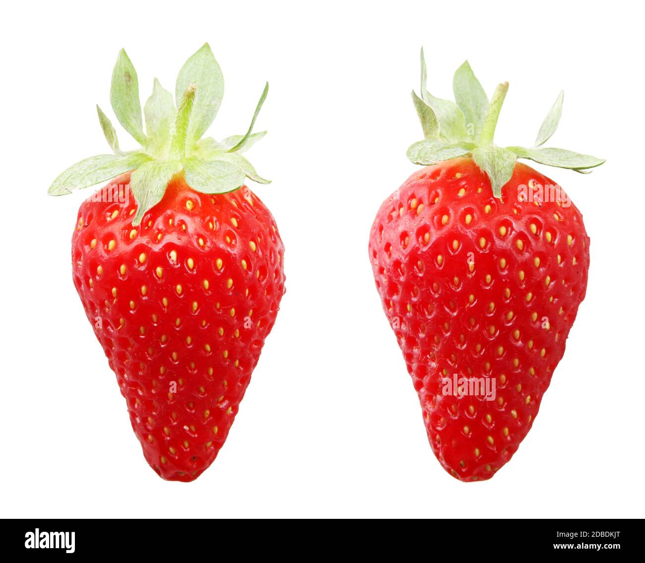 Erdbeerfrucht isoliert auf weiß. Erdbeeren sind eigentlich eine Gruppe von Früchten (Gattung Fragaria) mit mehreren Sorten und sind Teil der Rose Stockfoto