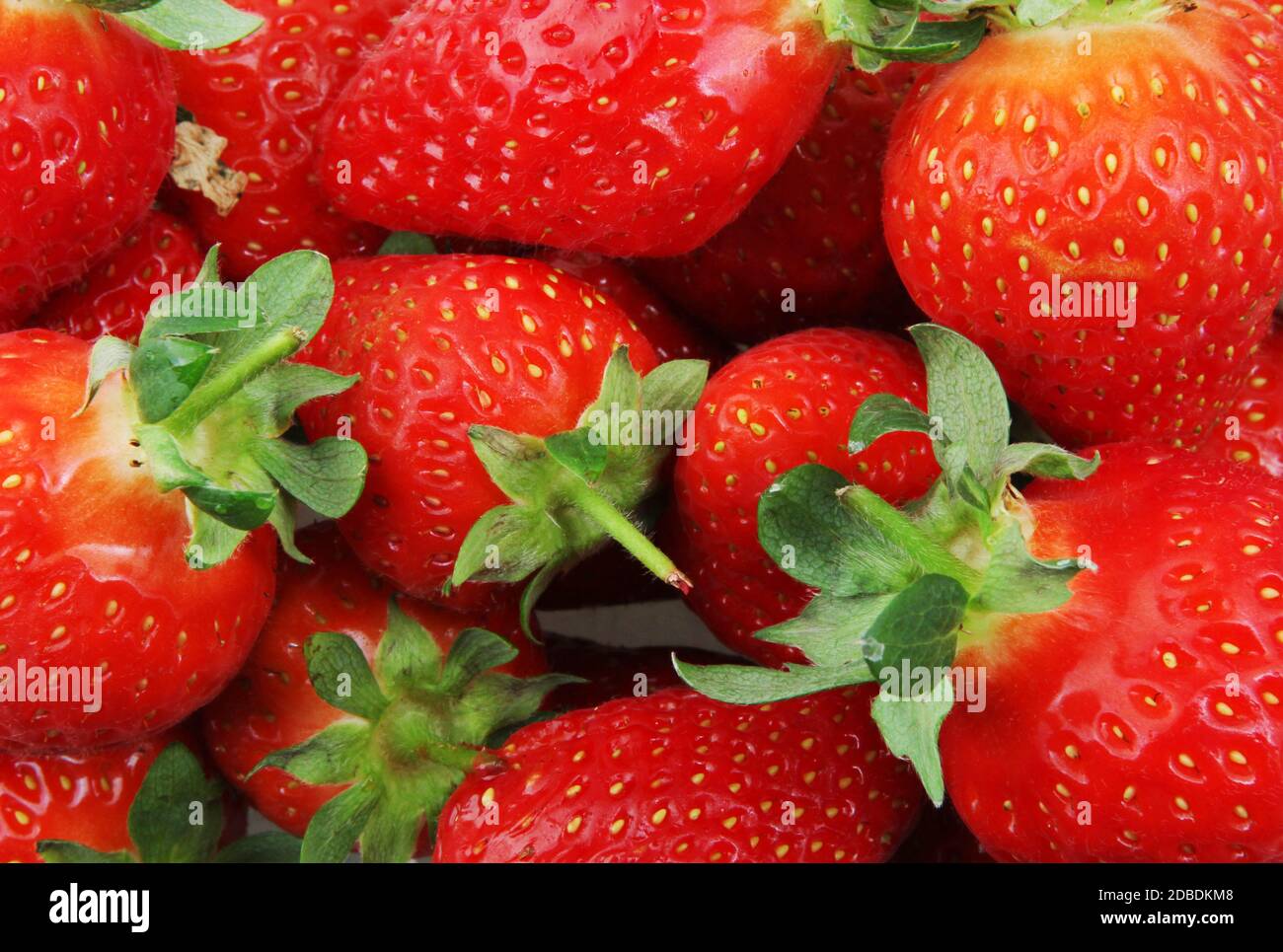 Erdbeeren sind eigentlich eine Gruppe von Früchten (Gattung Fragaria) Enthält mehrere Sorten und gehören zur Familie der Rosen Stockfoto