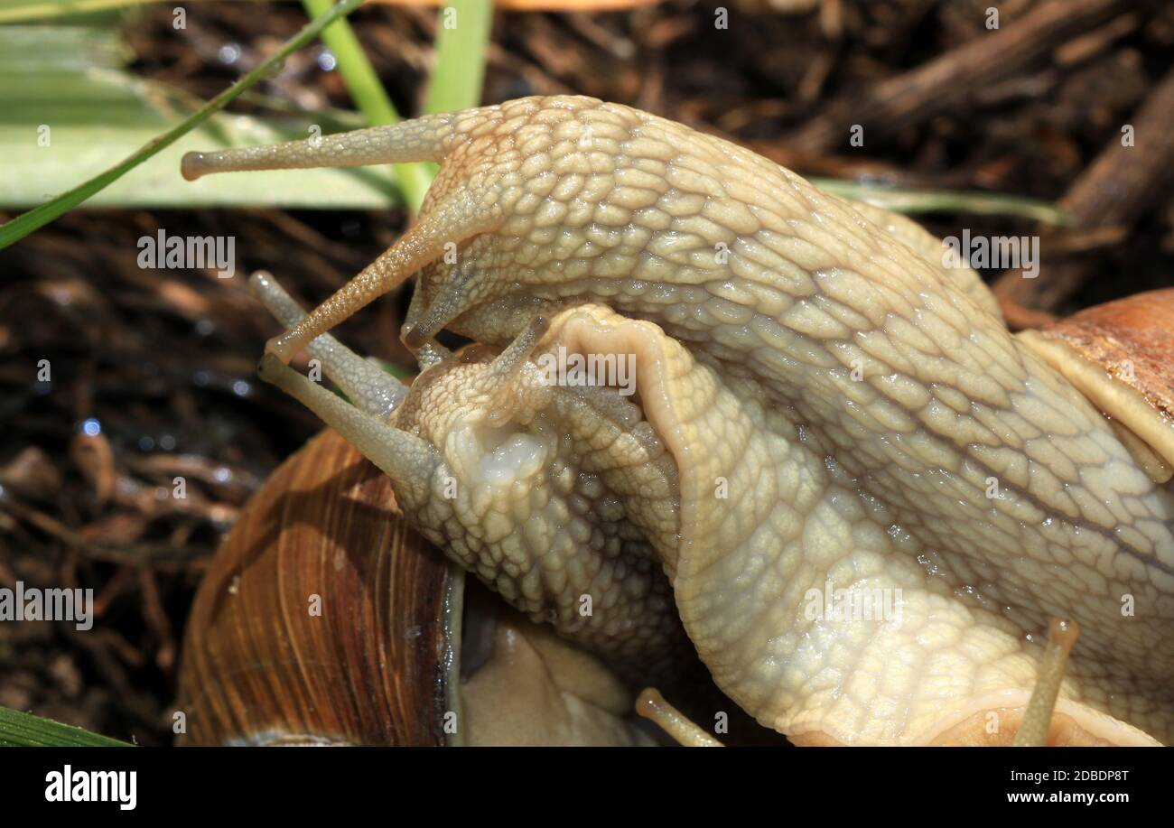Zwei Burgunder Schnecken in der Balz, kurz vor der Paarung. Stockfoto