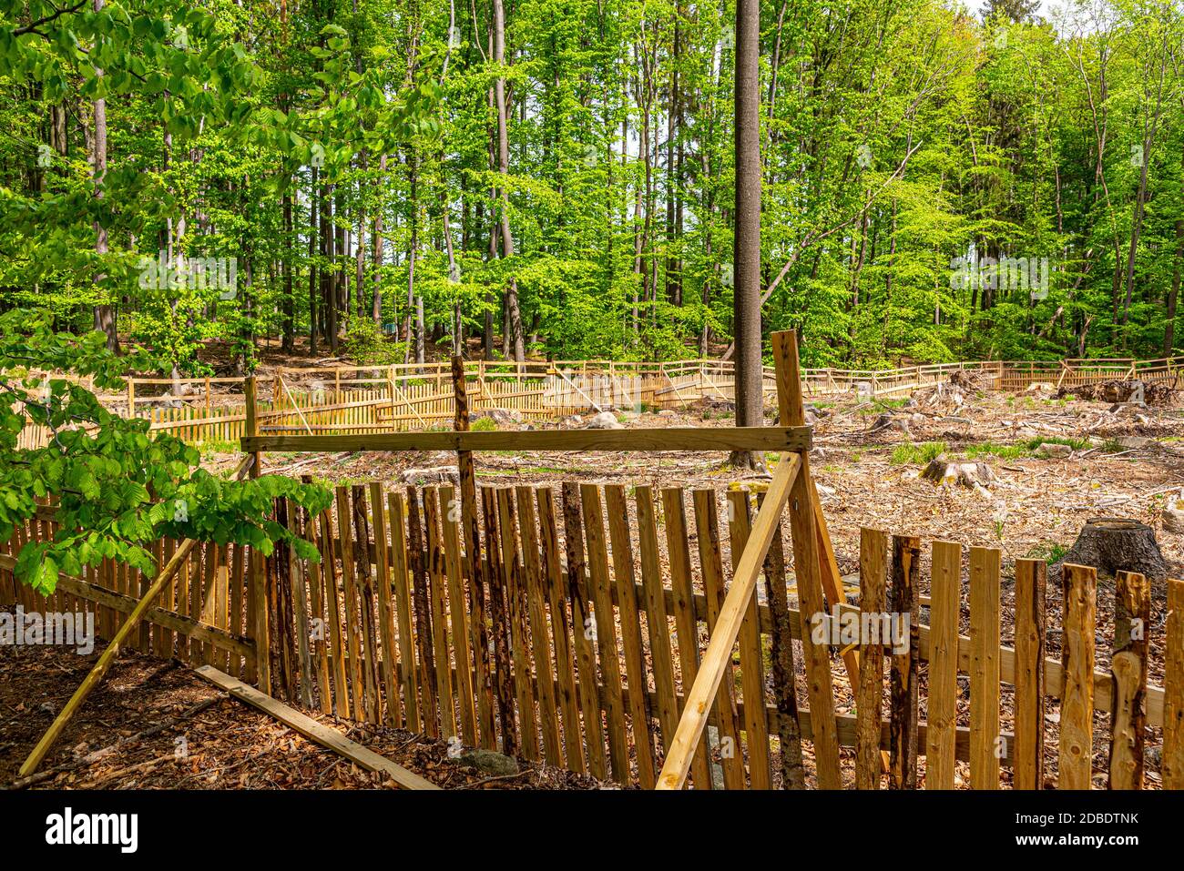Ein eingezäunter Platz mit neuer Baumbepflanzung in einem Wald, der durch Rindenkäfer beschädigt wurde Stockfoto
