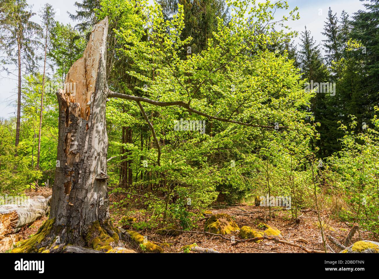 Grüner Wald im Vordergrund ein gebrochener Baumstamm mit einem noch lebenden Ast Stockfoto
