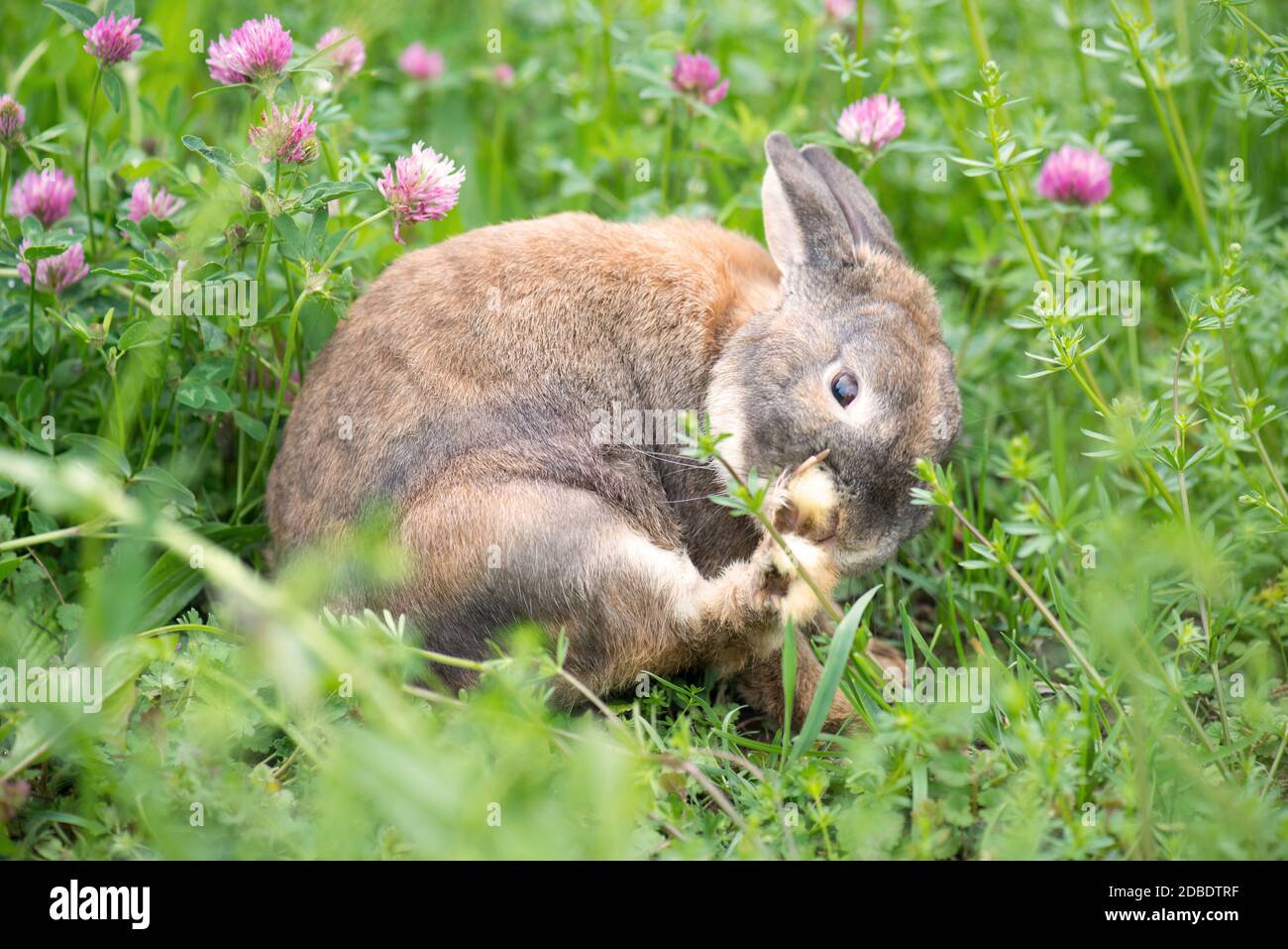 Kaninchen auf einer Wiese mit rosa Kleeblatt Stockfoto