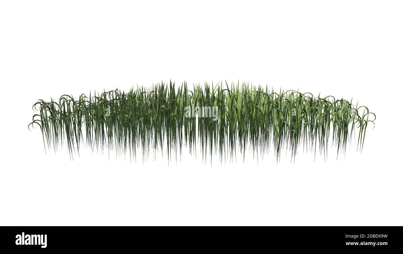 Fantasy Grass Bereich im Sommer Stockfoto Fantasy Grass Bereich im Sommer Stockfoto