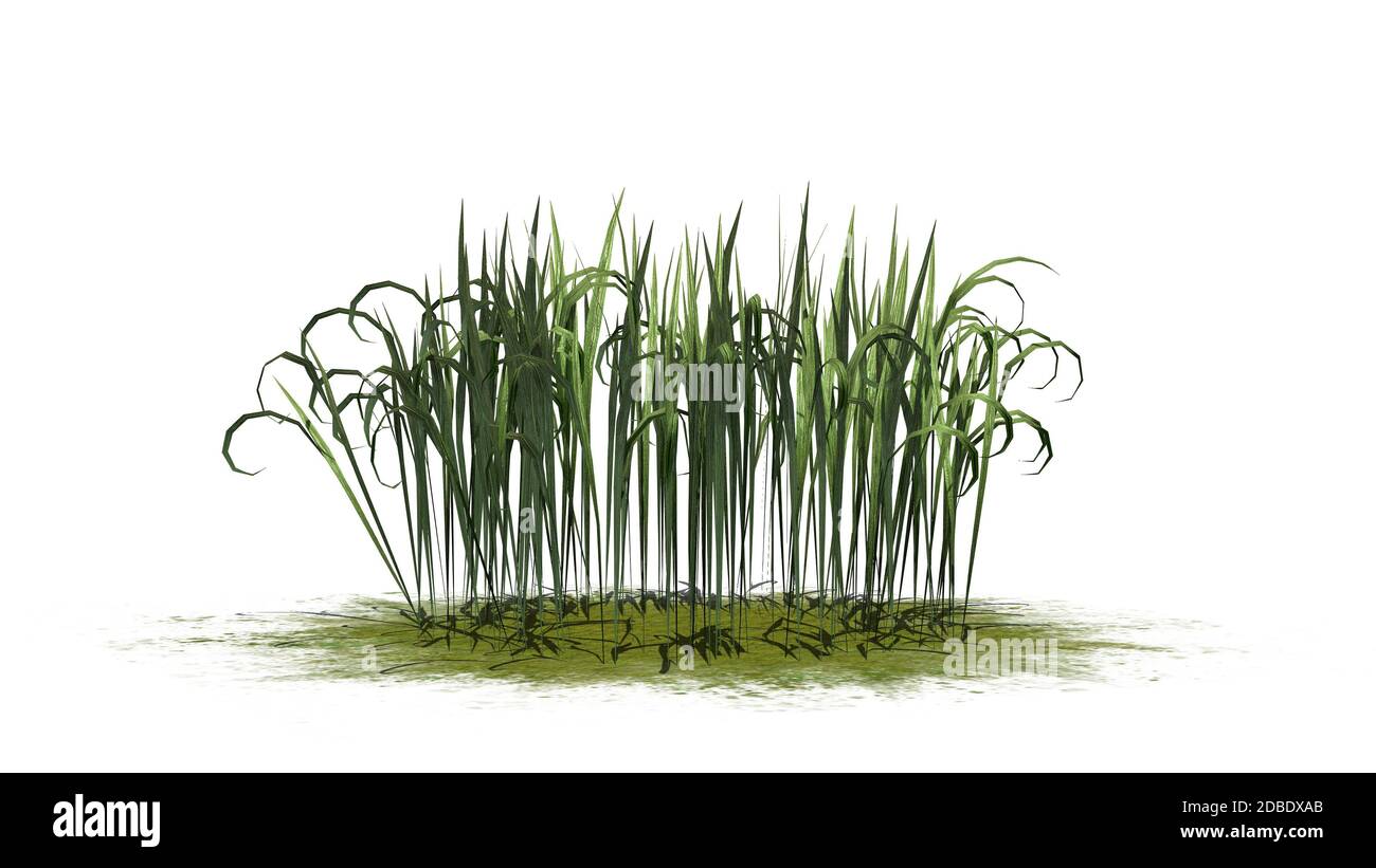 Fantasy Gras auf einer grünen Fläche Stockfoto