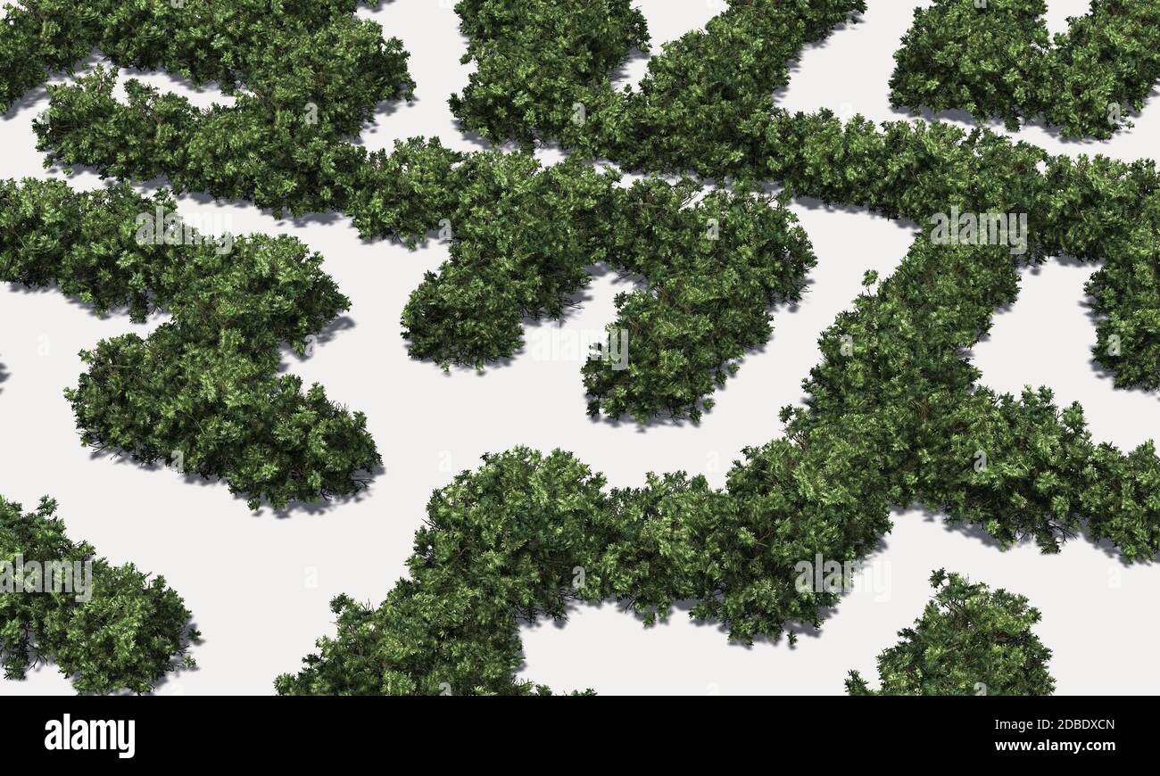 Buchsbaum Labyrinth auf weißem Hintergrund Stockfoto