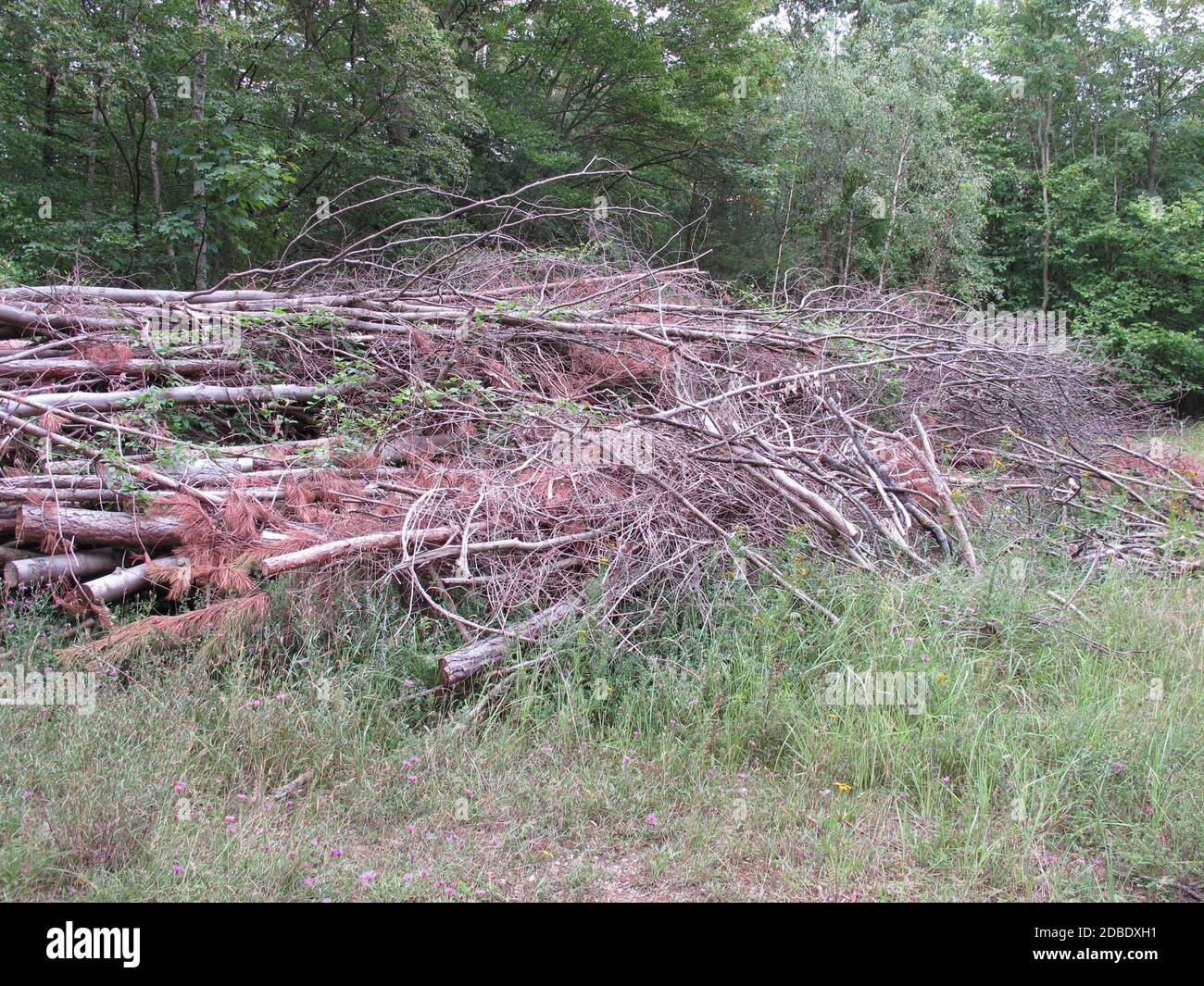 Waldpflege und -Reinigung im Wald - totes Holz auf einer Lichtung Stockfoto