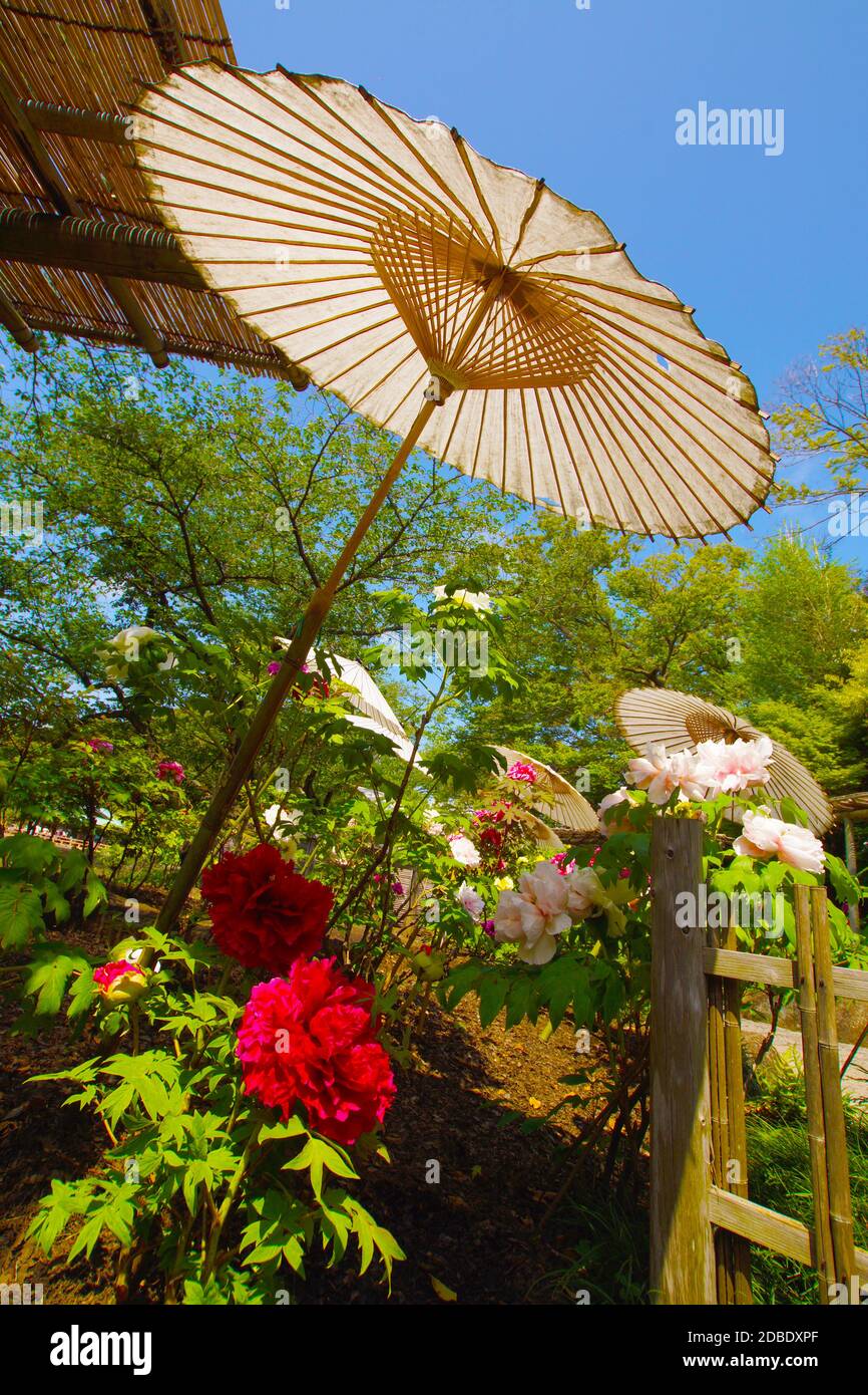 Landschaft gibt es einen japanischen Regenschirm, Pfingstrose Stockfoto
