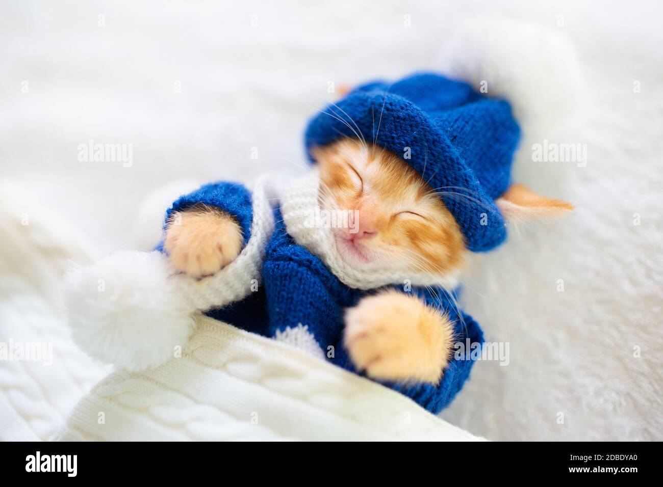 Babykatze in Strickpullover und Mütze. Ingwer neugeborenes Kätzchen schlafen unter Wolldecke. Gemütlicher Wintertag mit Haustier zu Hause. Mittagsschlaf. Stockfoto