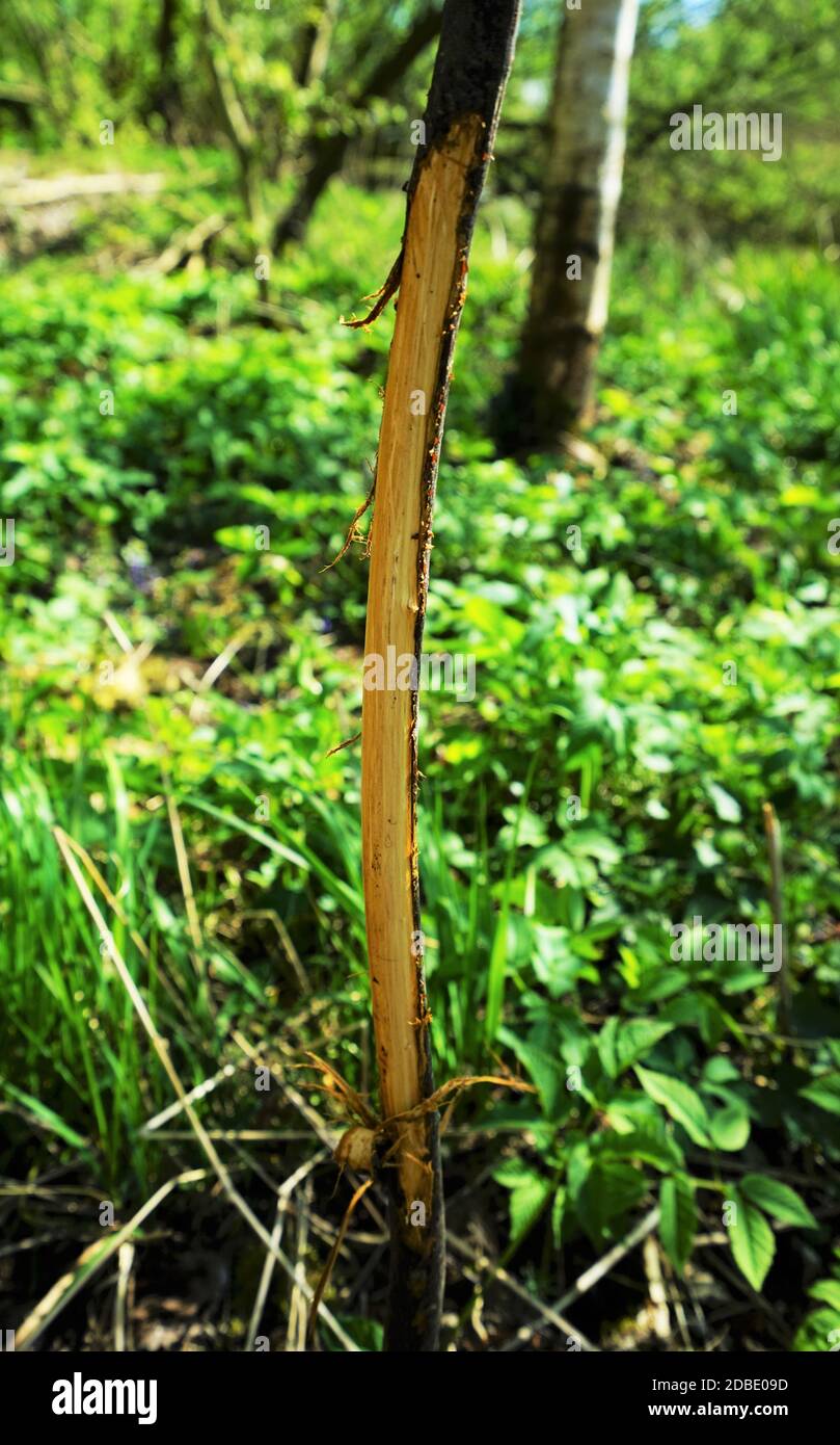 Gepflanzt junger Baum von wilden Tieren zerstört Stockfoto