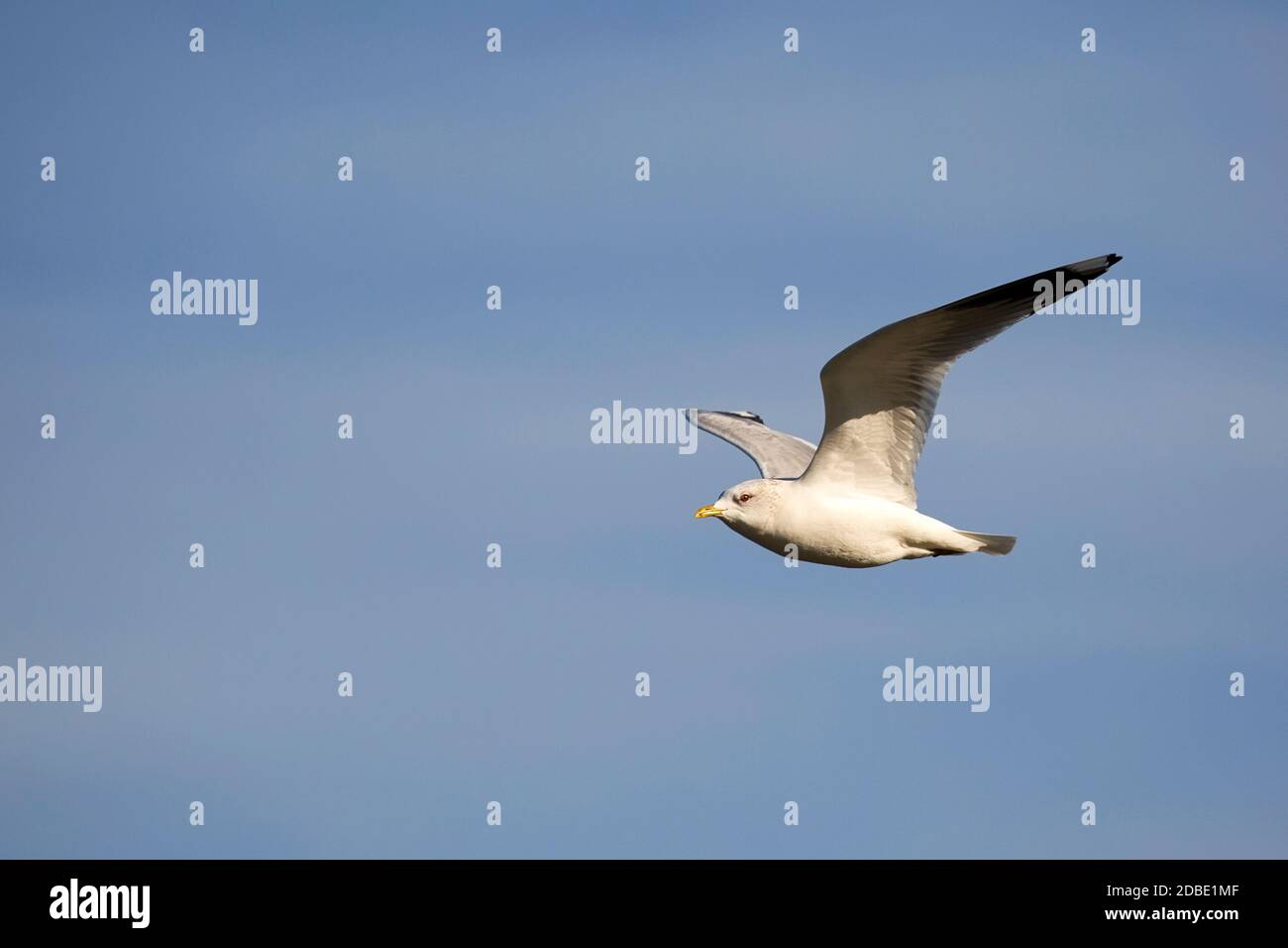 Europäische Heringsmöwe im Flug Stockfoto