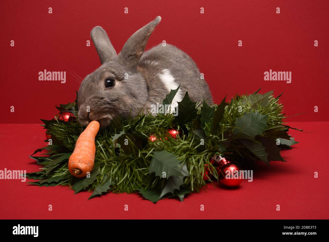 Kaninchen essen eine Karotte in einer Weihnachtsgirlande Stockfoto