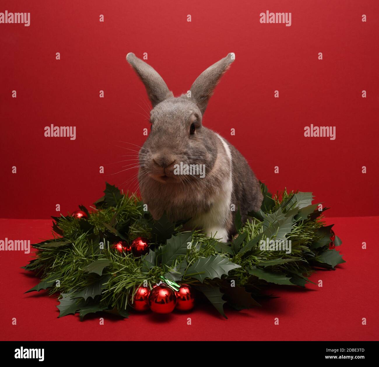 Kaninchen sitzt in einer Weihnachtsgirlande Stockfoto