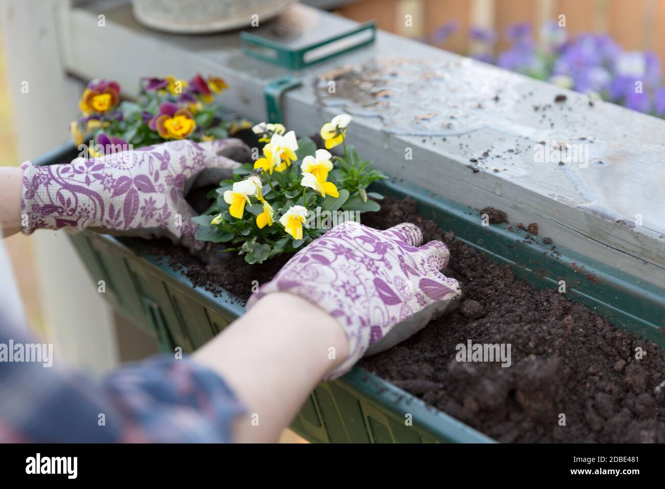 Gärtner Händen Blumen Pflanzen im Topf mit Schmutz oder Boden in Container auf der Terrasse Balkon Garten. Gartenarbeit Konzept Stockfoto