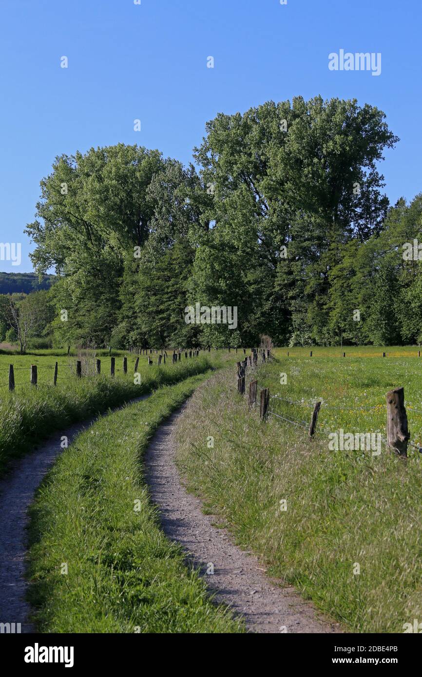 Schotterweg durch die Wiesen bei NuÃŸloch Maisbach Stockfoto