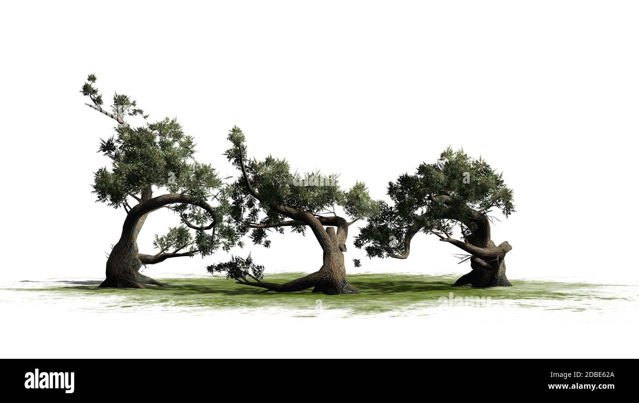 Jeffrey Pine Baumgruppe auf einer grünen Fläche Stockfoto
