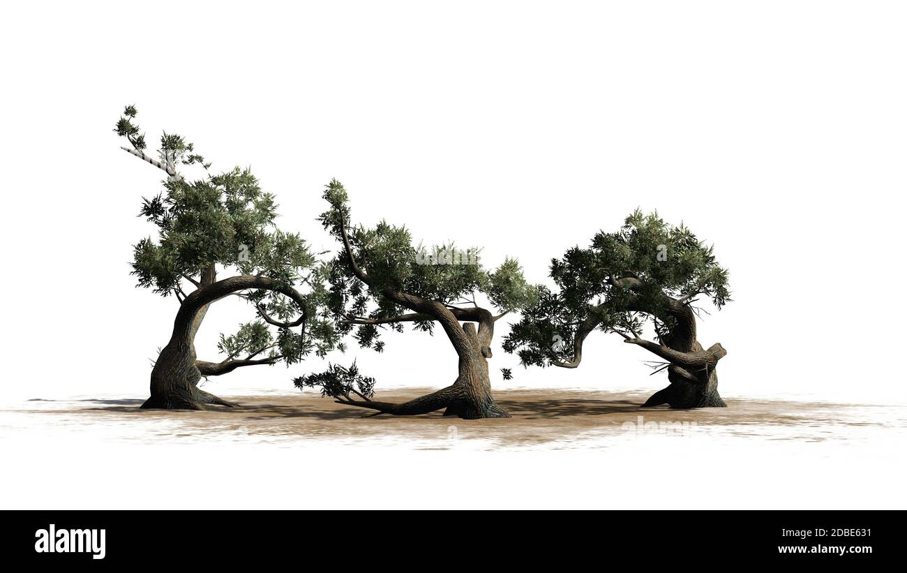 Jeffrey Pine Baumhaufen auf einem Sandgebiet Stockfoto