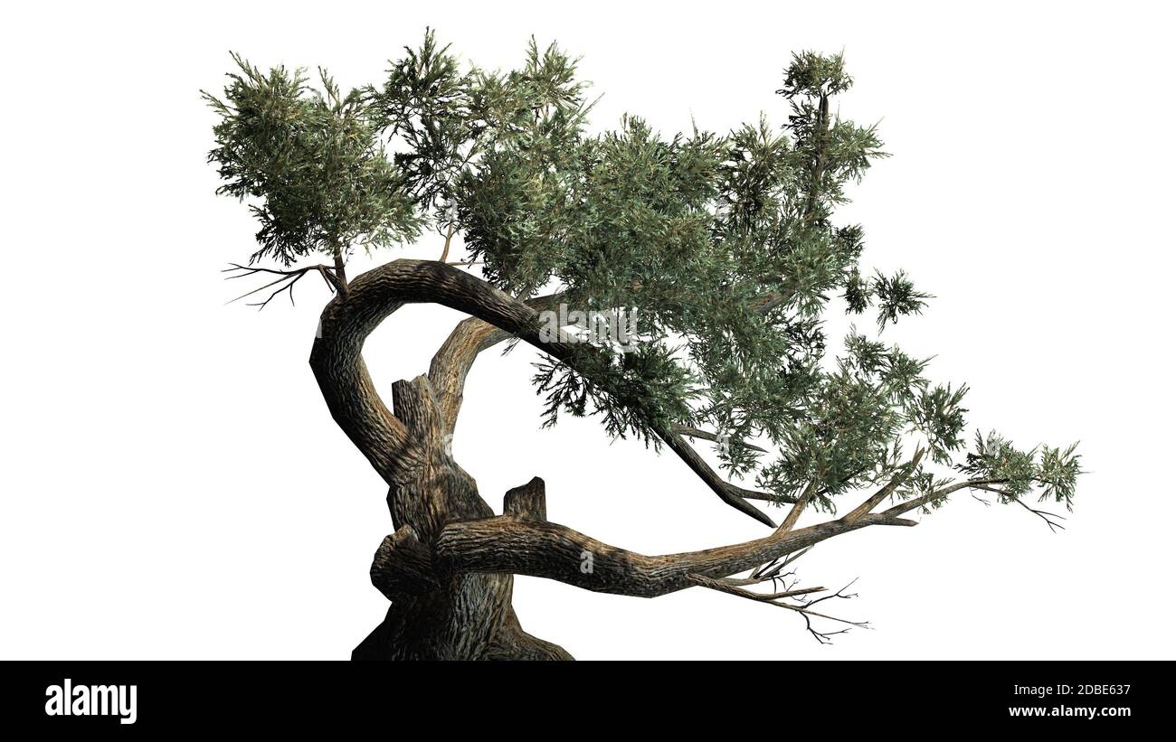 Jeffrey Pine Tree Stockfoto