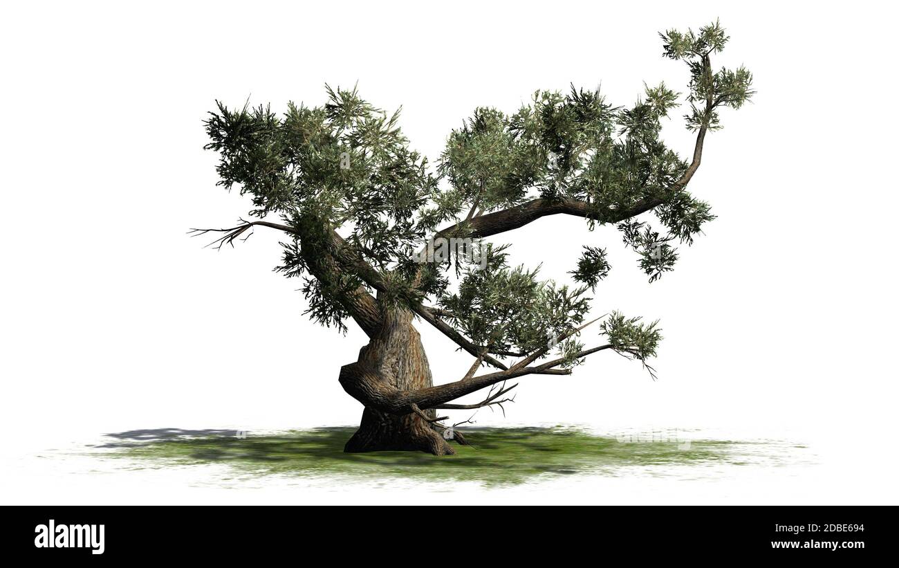 Jeffrey Pine Tree auf einer grünen Fläche Stockfoto