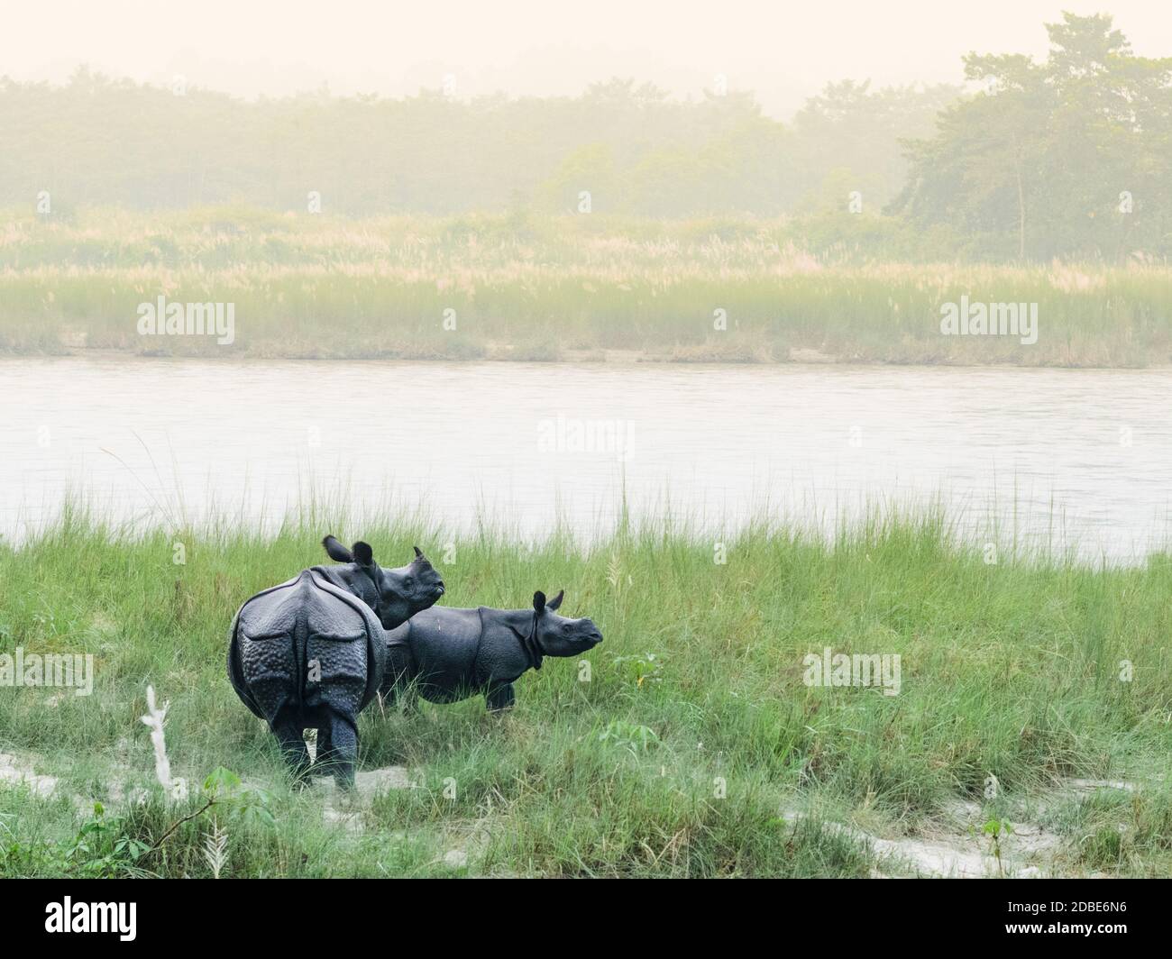 Zwei eingehörnte Nashörner, eine Mutter und ihr Junge, unterbrechen ihre Graze, als sich eine Firma nähert. Diese bedrohte Art in endemisch zu Chitwan Nation Stockfoto