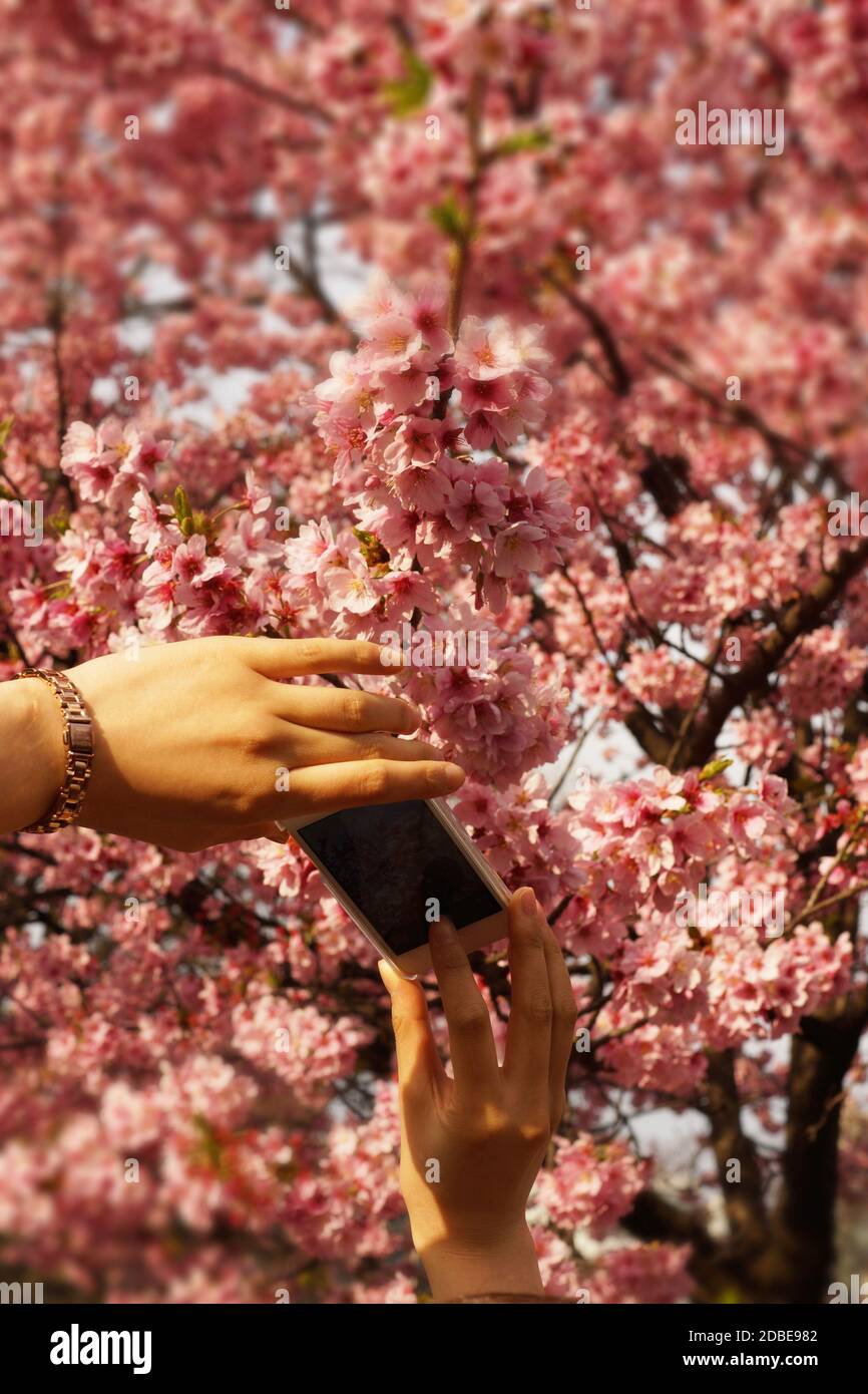 Menschen, die ein Kirschbaumfoto von einem Smartphone machen Stockfoto