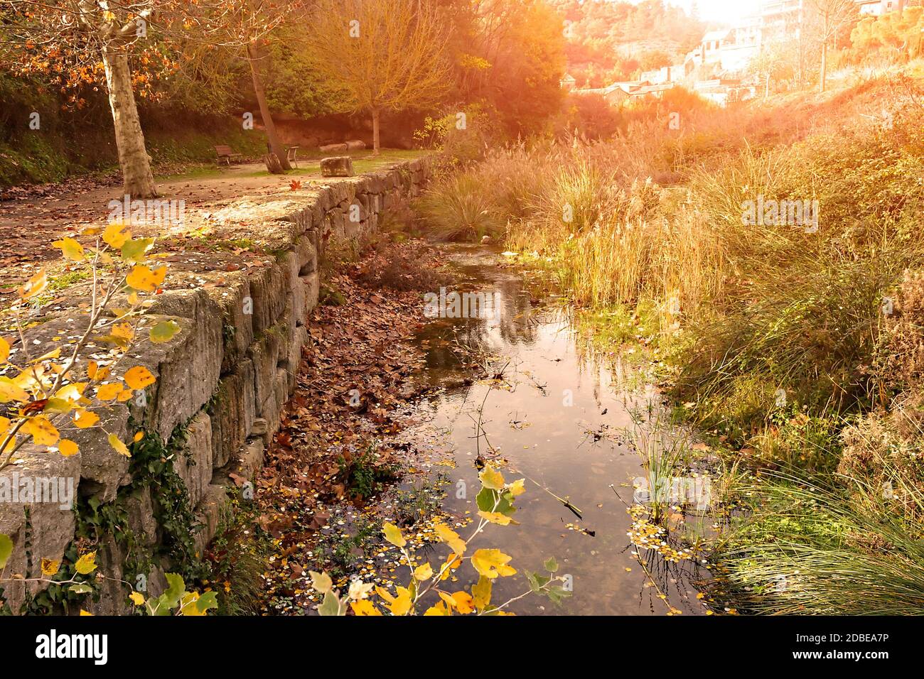 Waldlandschaft am Flussufer bei Sonnenuntergang. Stockfoto