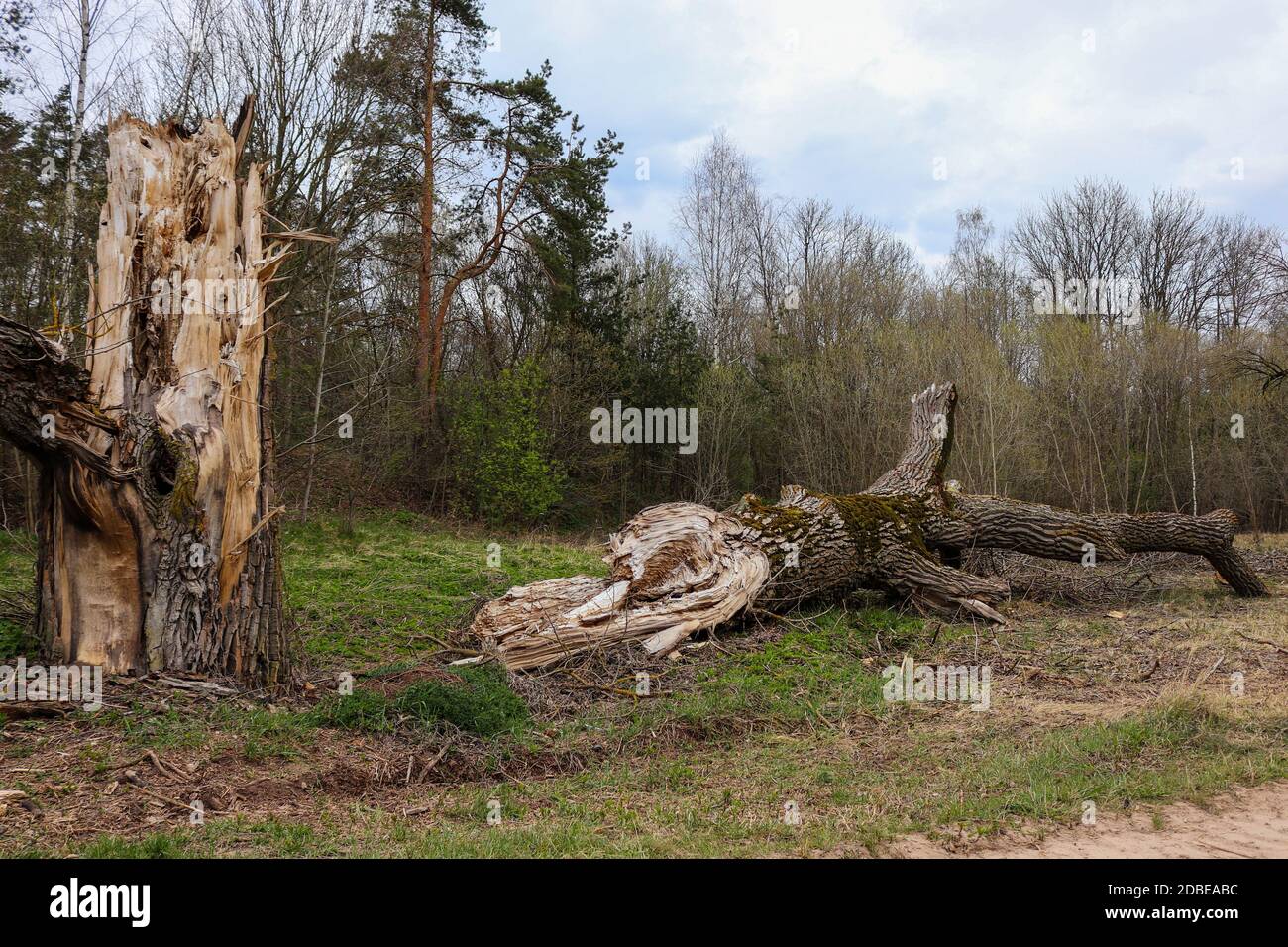 Ein sehr großer Baum ist zerbrochen und eingefallen Wald Stockfoto