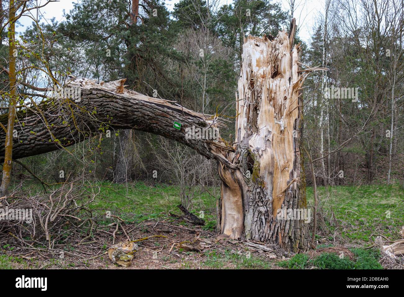 Ein großer Baum mit vielen Ästen hat gebrochen und Heruntergefallen Stockfoto